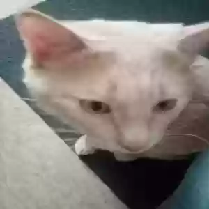 adoptable Cat in Providence, RI named mr kitters