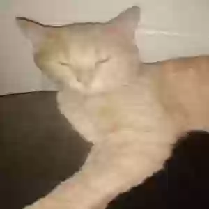 /images/pets/original/2186045_actual_three.webp