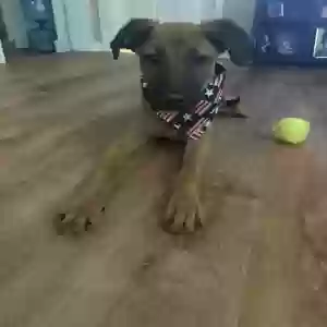 adoptable Dog in Hogansville, GA named Riley