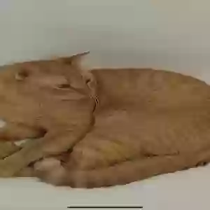 adoptable Cat in Washington, DC named Beigee