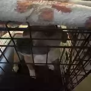 adoptable Dog in Stockbridge, GA named Storm
