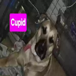 /images/pets/original/2186057_actual_one.webp