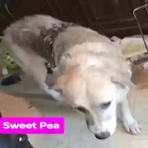 /images/pets/original/2186058_actual_two.webp