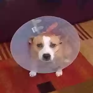 /images/pets/original/2186060_84591_20230630_121936.webp