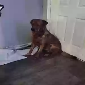 adoptable Dog in Atlanta, GA named Max