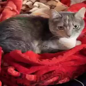adoptable Cat in Queens Village, NY named Bella