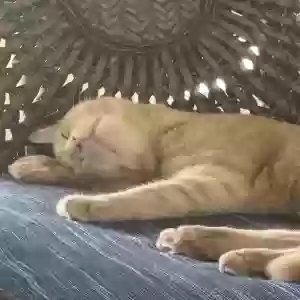 adoptable Cat in Phoenix, MD named Finnegan