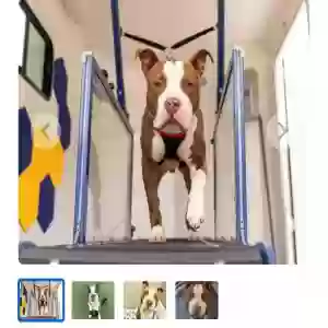 adoptable Dog in Garner, NC named Guac