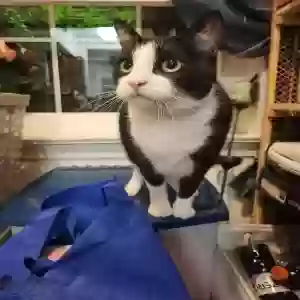 adoptable Cat in Bristol, CT named Oreo