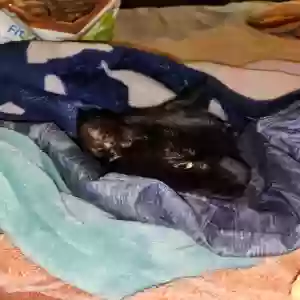 adoptable Cat in Bristol, CT named Twilight