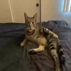 adoptable Cat in Laguna Hills, CA named Ben