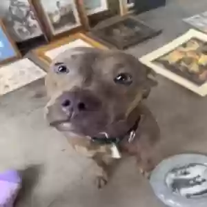 adoptable Dog in Richmond, VA named Mama