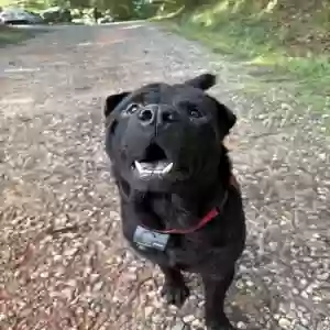 adoptable Dog in Cleveland, GA named Zeus