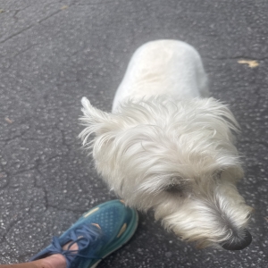 adoptable Dog in Lake Lure, NC named Doogle