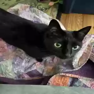adoptable Cat in Rock Hill, SC named Bebe