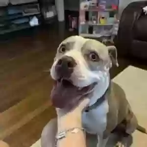 adoptable Dog in Angleton, TX named DRACO