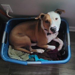 adoptable Dog in Cartersville, GA named Roger