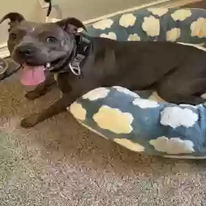 adoptable Dog in Atlanta, GA named Sophie