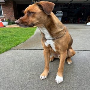 adoptable Dog in La Palma, CA named Danzig