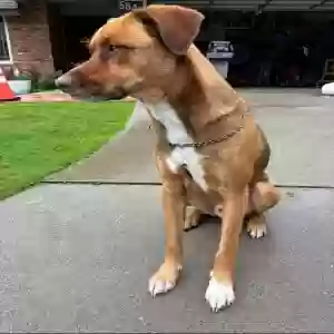 adoptable Dog in La Palma, CA named Danzig