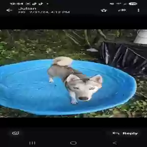 /images/pets/original/2186113_54949_Screenshot_20250731_125416_WhatsApp.webp