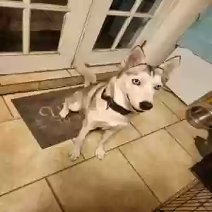 /images/pets/original/2186113_73405_IMG-20240731-WA0004.webp
