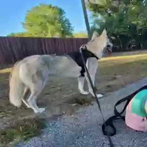 adoptable Dog in Lake Wales, FL named Aria