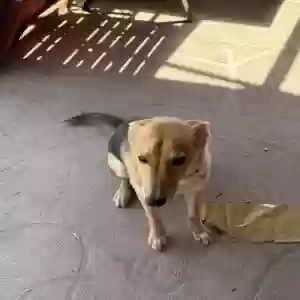 adoptable Dog in El Paso, TX named Mazapan