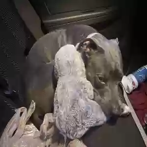 adoptable Dog in Raleigh, NC named Rhyno