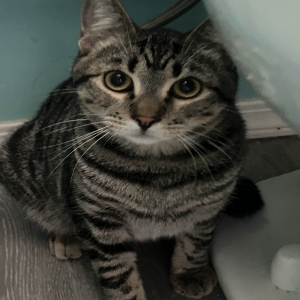 adoptable Cat in Glendale, CA named Mochi