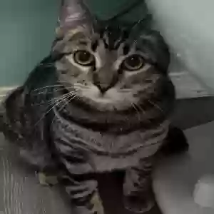 adoptable Cat in Glendale, CA named Mochi