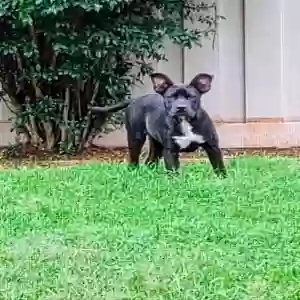 adoptable Dog in Oklahoma City, OK named Sam