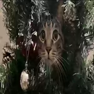 adoptable Cat in Columbia, MD named Barry