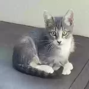 adoptable Cat in Dallas, TX named Austin