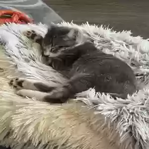 /images/pets/original/2186141_actual_three.webp