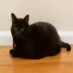 adoptable Cat in Madisonville, KY named "Fatniss"