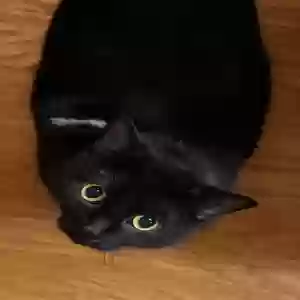/images/pets/original/2186142_actual_two.webp