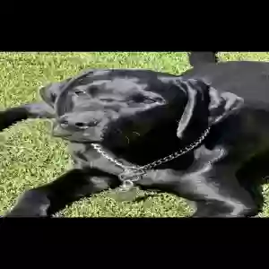 /images/pets/original/2186146_actual_two.webp