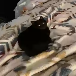 adoptable Cat in The Colony, TX named Kiwi