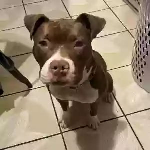 adoptable Dog in Joliet, IL named Ruby