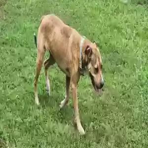 adoptable Dog in Oxford, MS named Spark