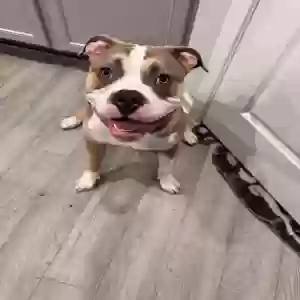 adoptable Dog in Atlanta, GA named Milo