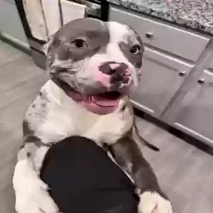 adoptable Dog in Atlanta, GA named Icey