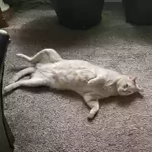 adoptable Cat in Alpine, AL named Pep