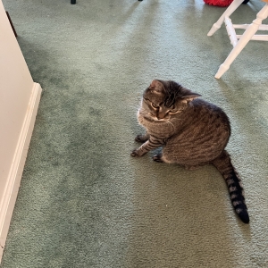adoptable Cat in Hackettstown, NJ named Mary