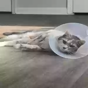 adoptable Cat in Smyrna, GA named Chi chi