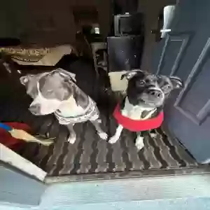 adoptable Dog in Marietta, GA named Loyalty and diamond