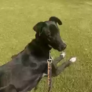 adoptable Dog in Atlanta, GA named Bailey Aang Willis