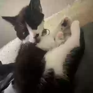 adoptable Cat in Oklahoma City, OK named Clover