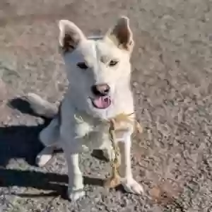 adoptable Dog in Santa Monica, CA named Diesel